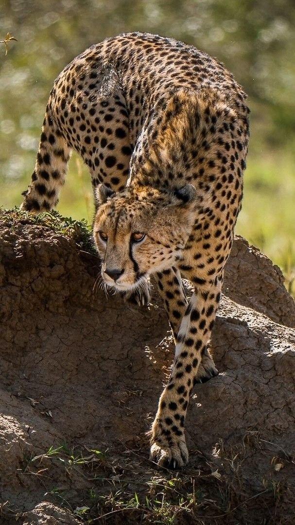 Snare Cheetah